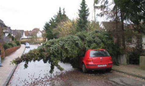 Seasonal Surprise: Car Crashes Into Ornamental Tree Display